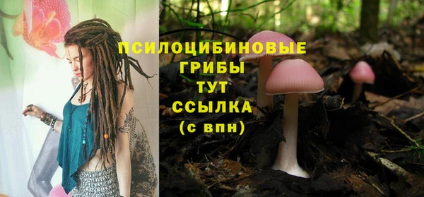 сатива Покачи